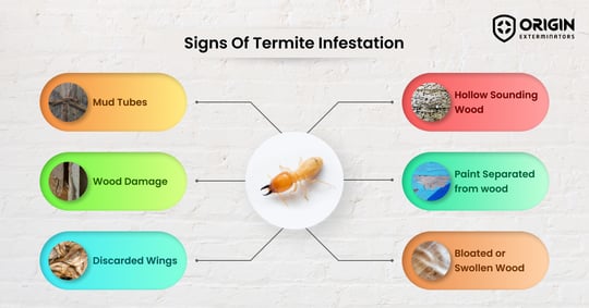 Signs Of Termite Infestations