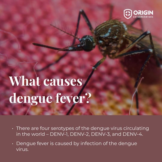causes dengue fever