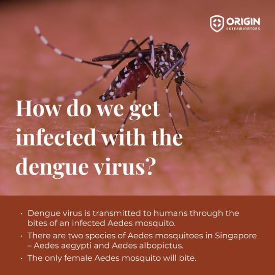 dengue virus