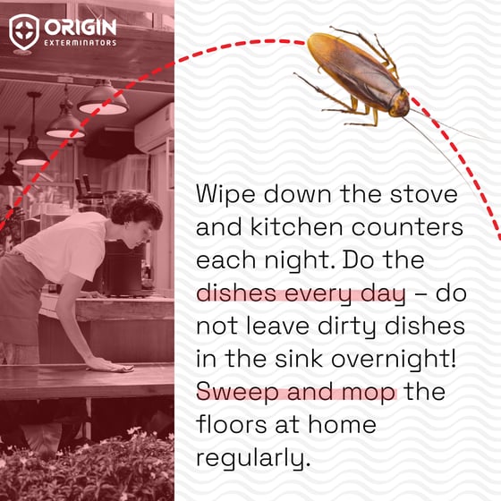 Prevent Cockroaches In Singapore