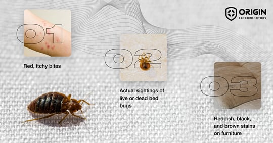 signs of bed bugs