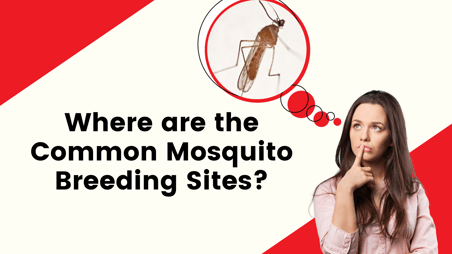 Where are the Common Mosquito Breeding Sites?