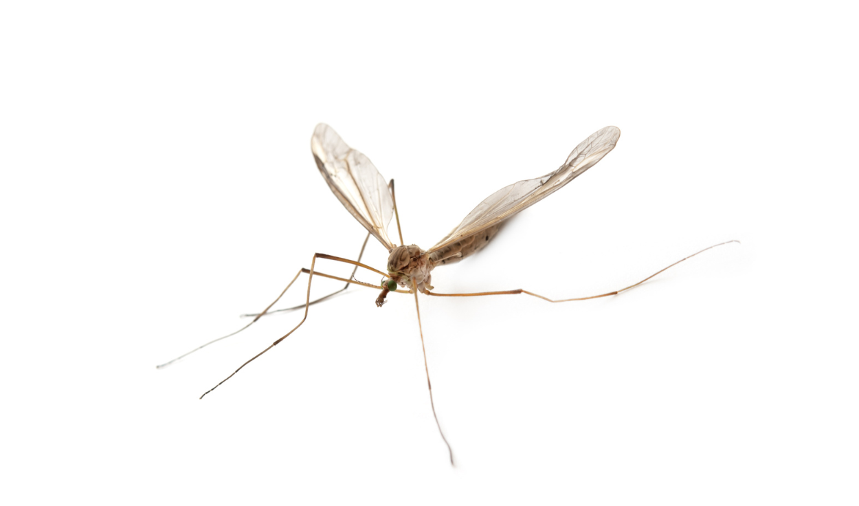 ANOPHELES MOSQUITO