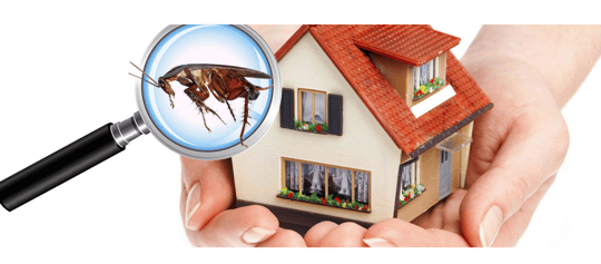 Check A New Home for Pests