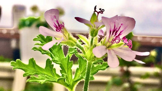 Citronella Geraniums 