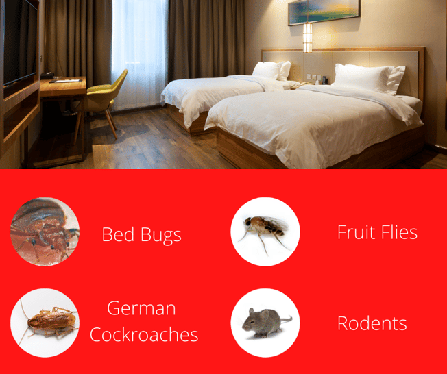 Common Hotel Pests