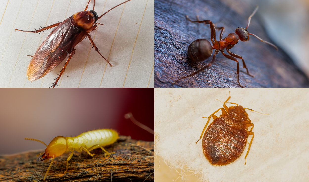 Common pest infestations in Singapore