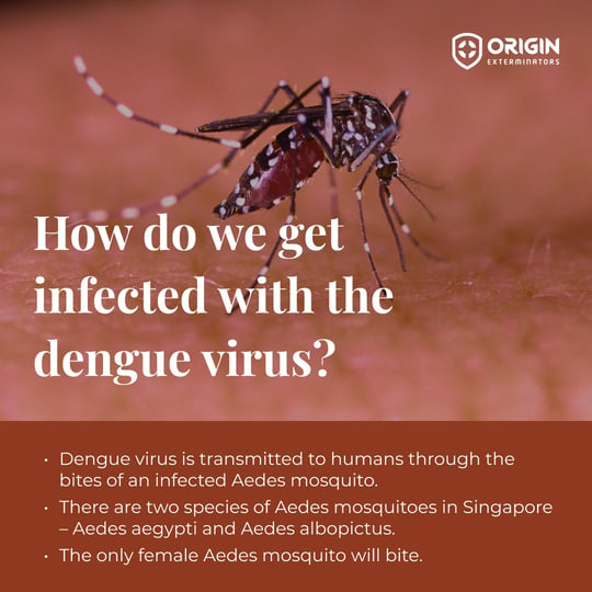 Symptoms Dengue