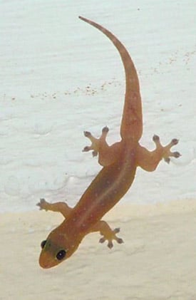 Hemidactylus frenatus