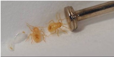 bed bugs control