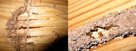 termites-wood-3