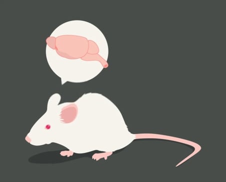 Rat Brain
