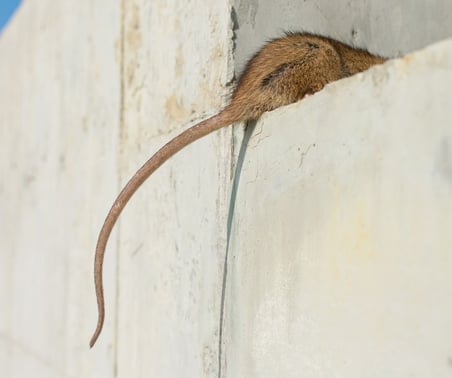 Rats Tails