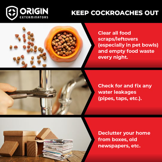 Prevent Cockroaches