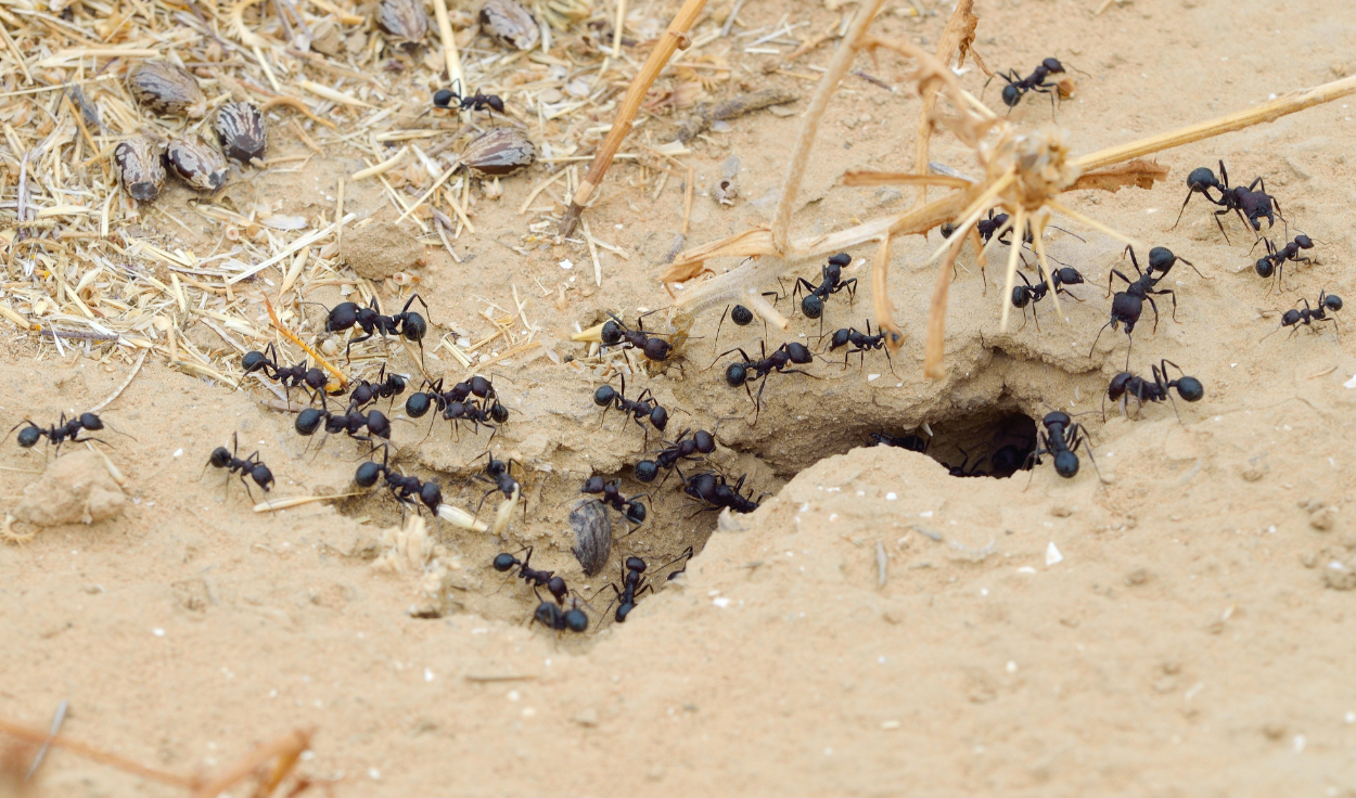 Forstå mauratferd