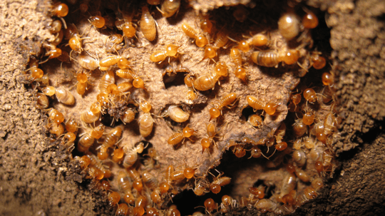 How To Get Rid Of Termites