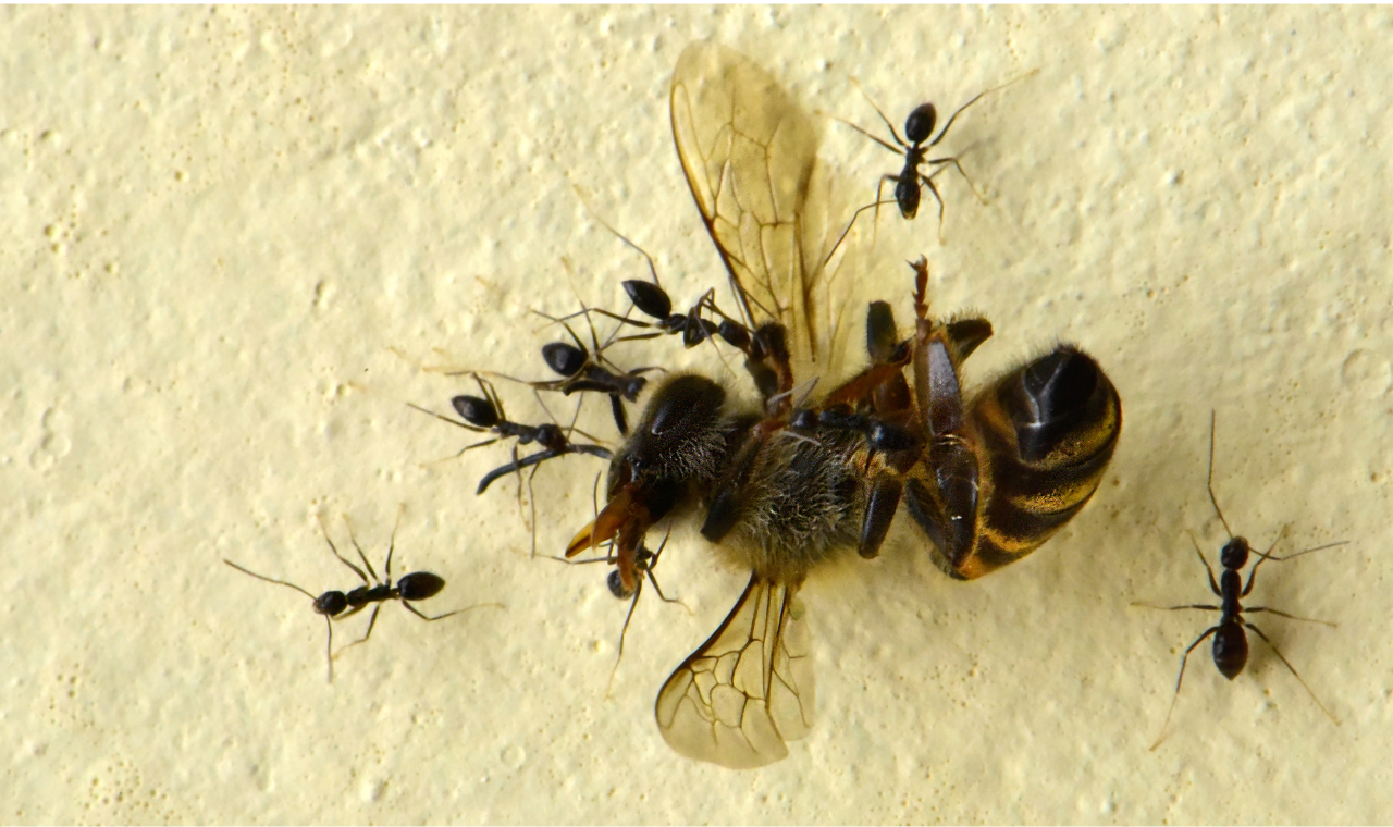 ants carrying a dead insect