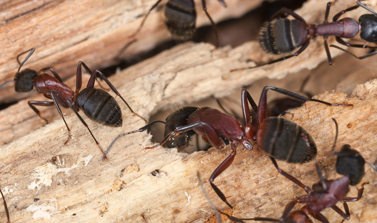 image of a carpenter ant tunnel system