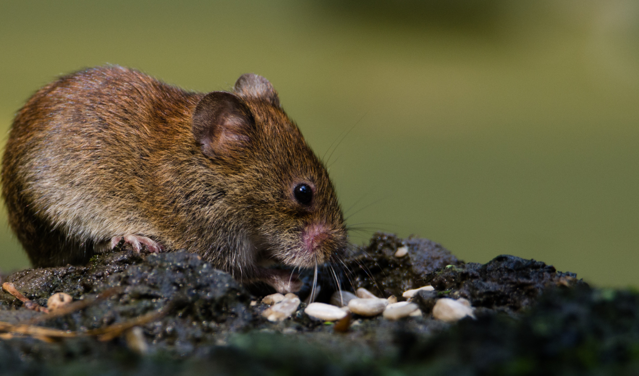 How to Identify and Prevent Rodent Infestations: A Comprehensive Guide