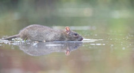rat swimming