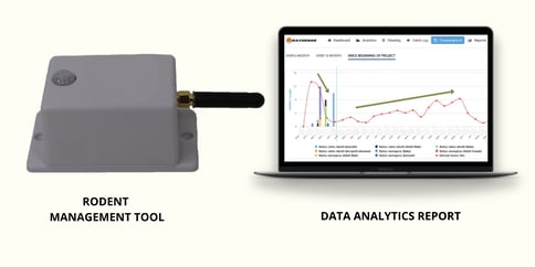 rodent management strategy