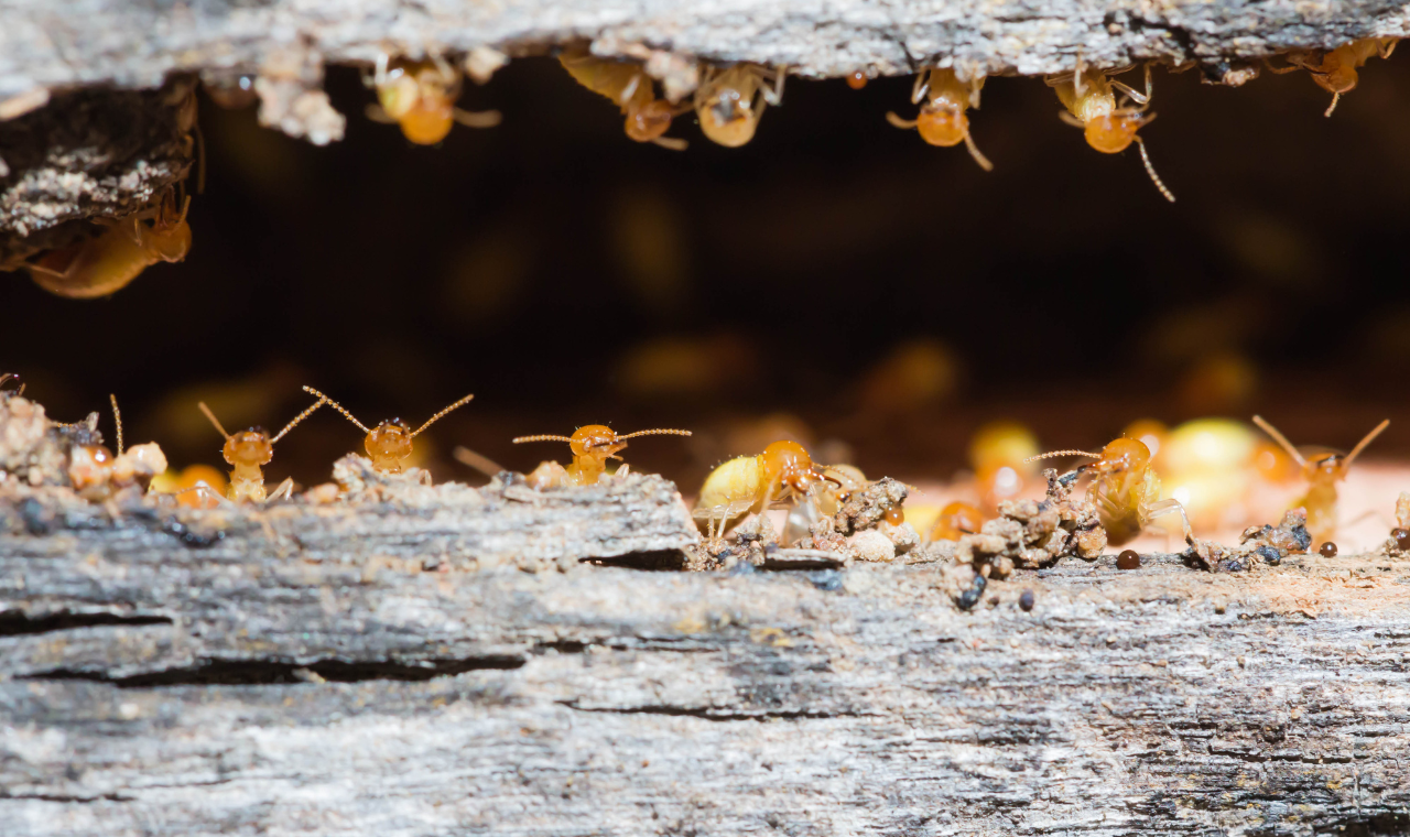 termites living inside wood