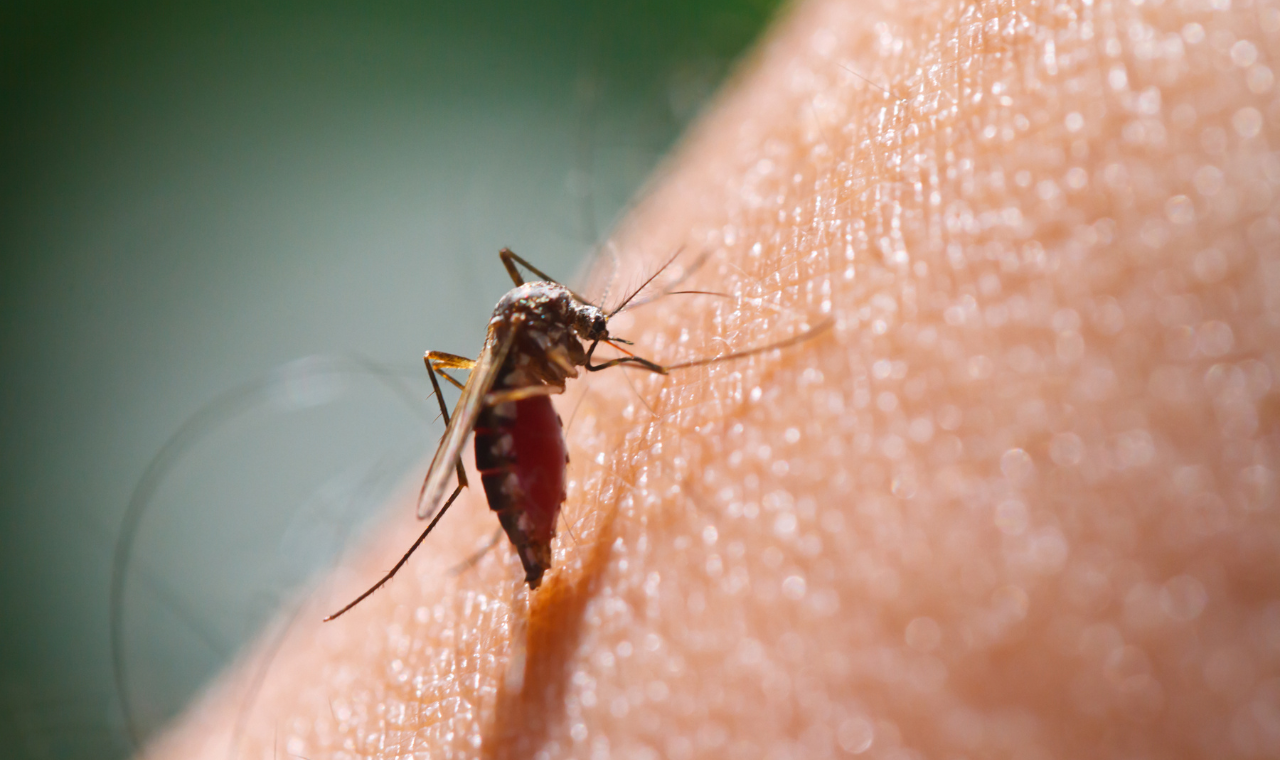 Everything You Need to Know About Mosquitoes and Dengue in Singapore