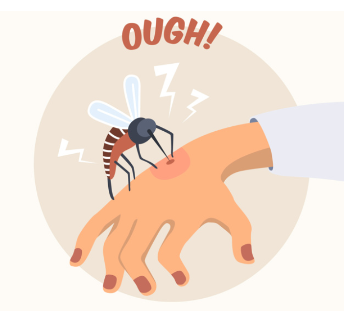 Different Types Of Mosquitoes In Singapore & Effective Ways To Get Rid Of Them