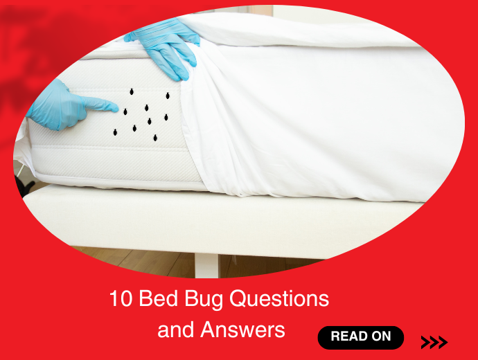 10 Bed Bug Questions and Answers