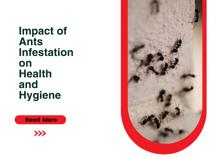 Impact of Ants infestation on health and hygiene