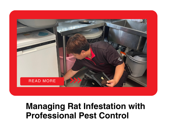 Managing Rat Infestation with Professional Pest Control