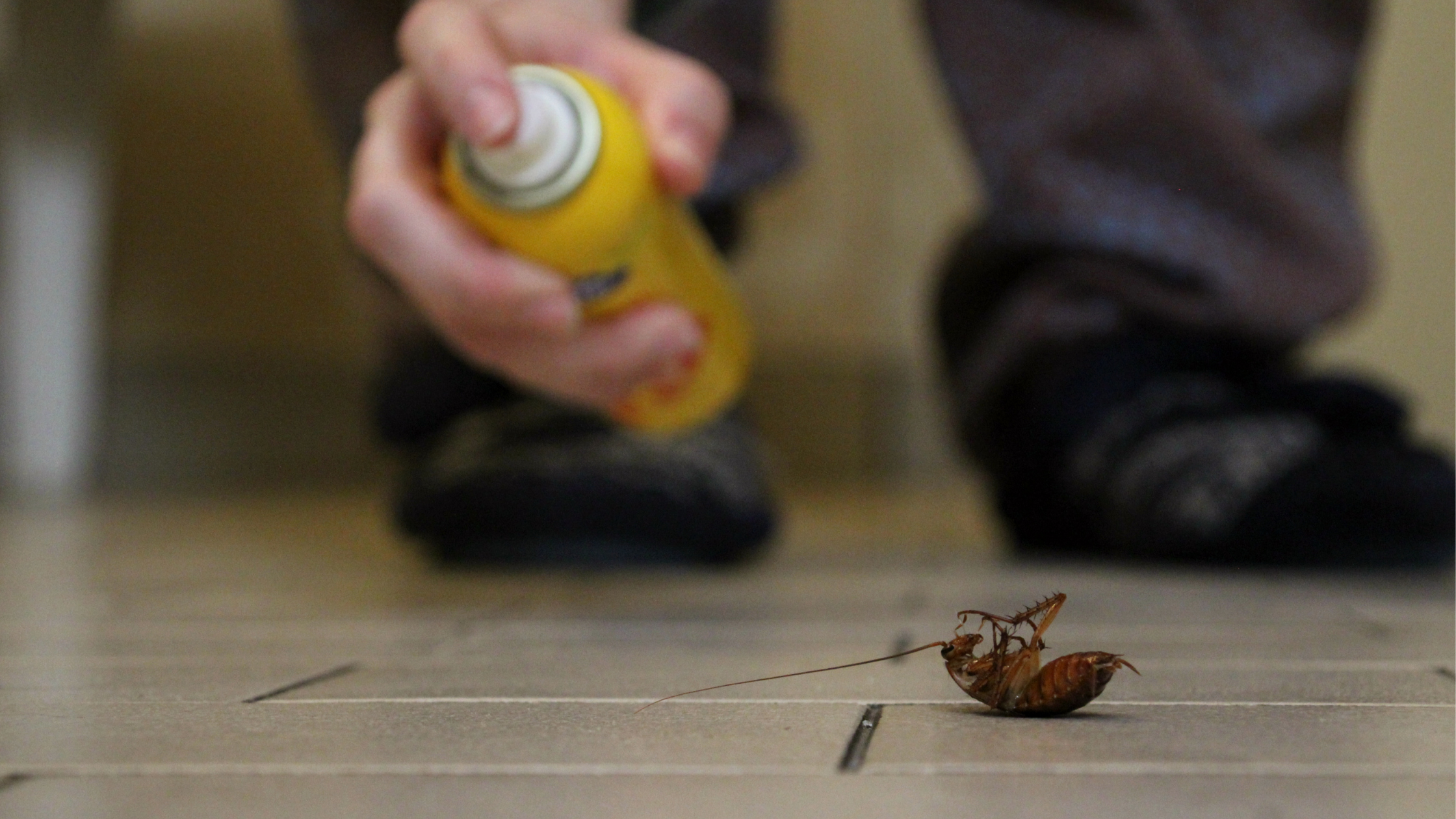 Why Should You Not DIY for Pest Control?