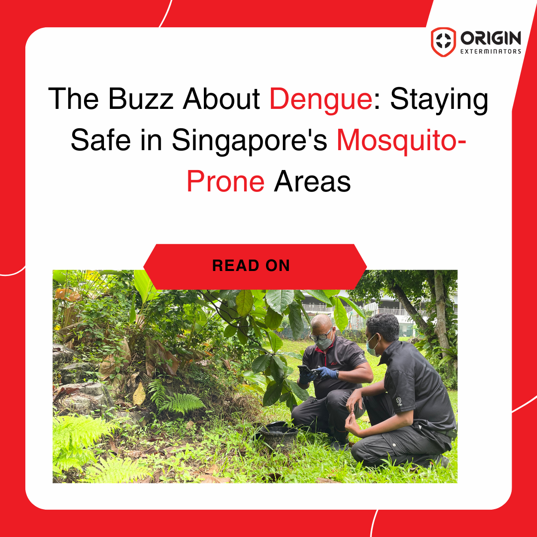 The Buzz About Dengue: Staying Safe in Singapore's Mosquito-Prone Areas