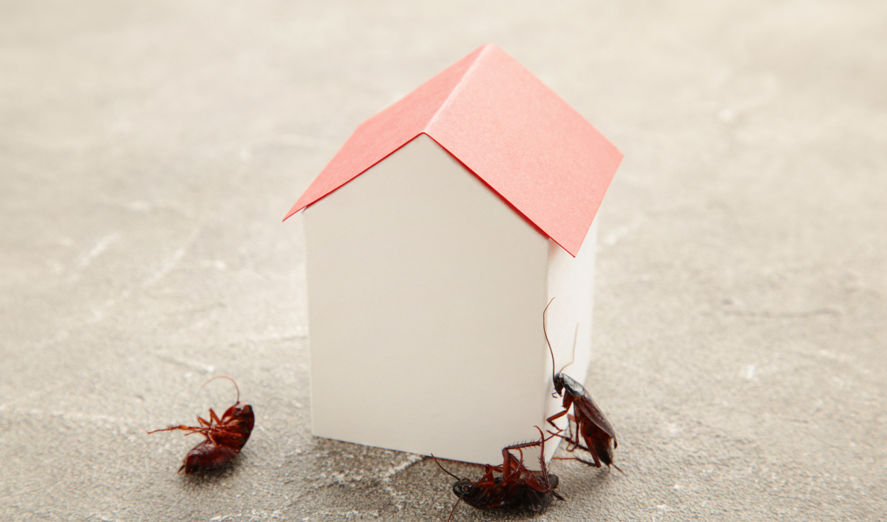 How to Identify and Prevent Common Pest Problems in Your Home in Singapore