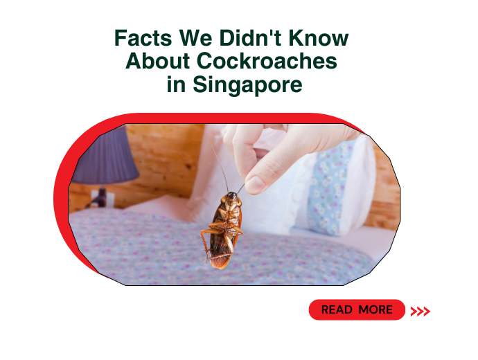 Facts We Didn't Know About Cockroaches In Singapore