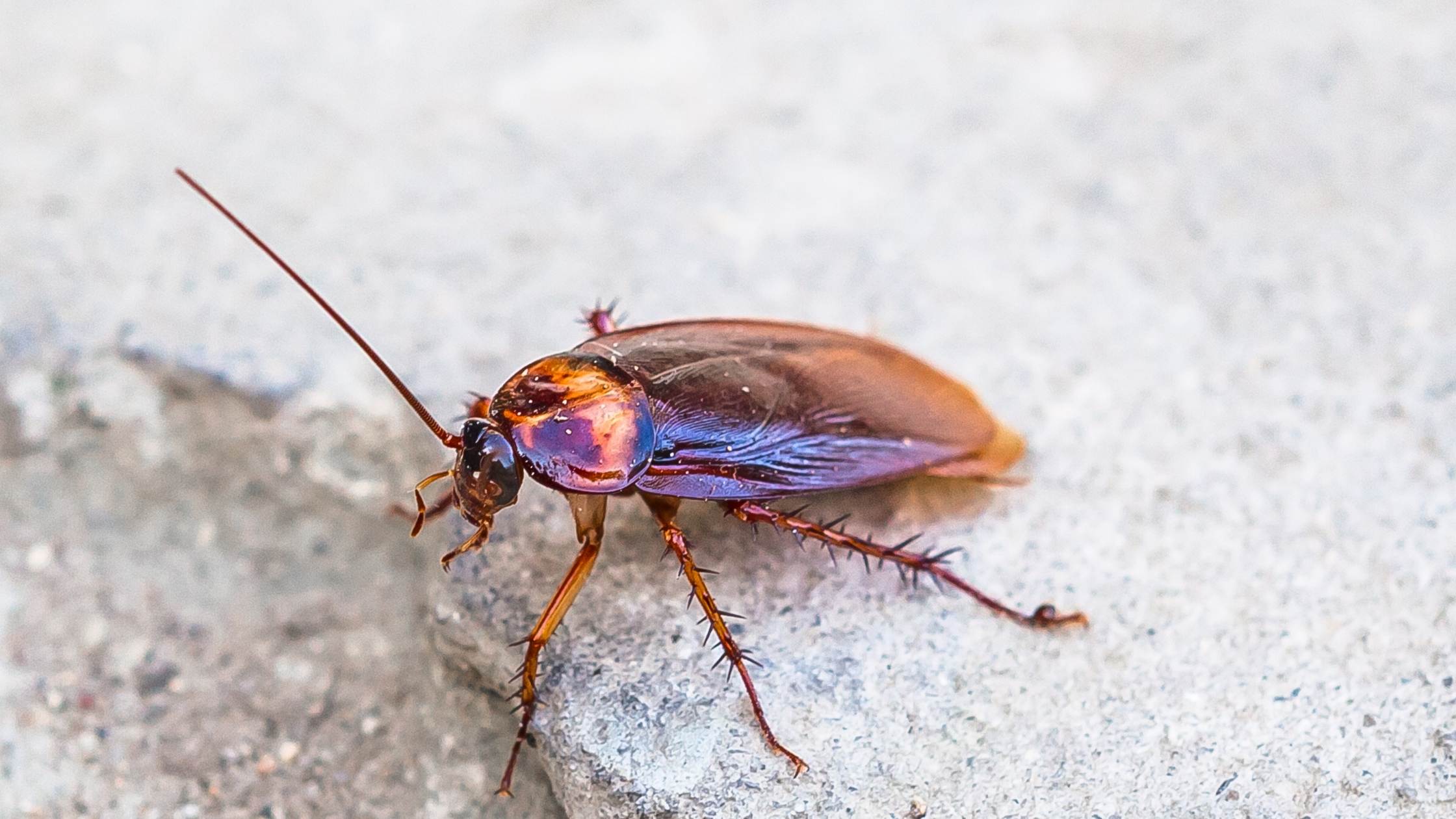 10 Things We Love About Cockroaches