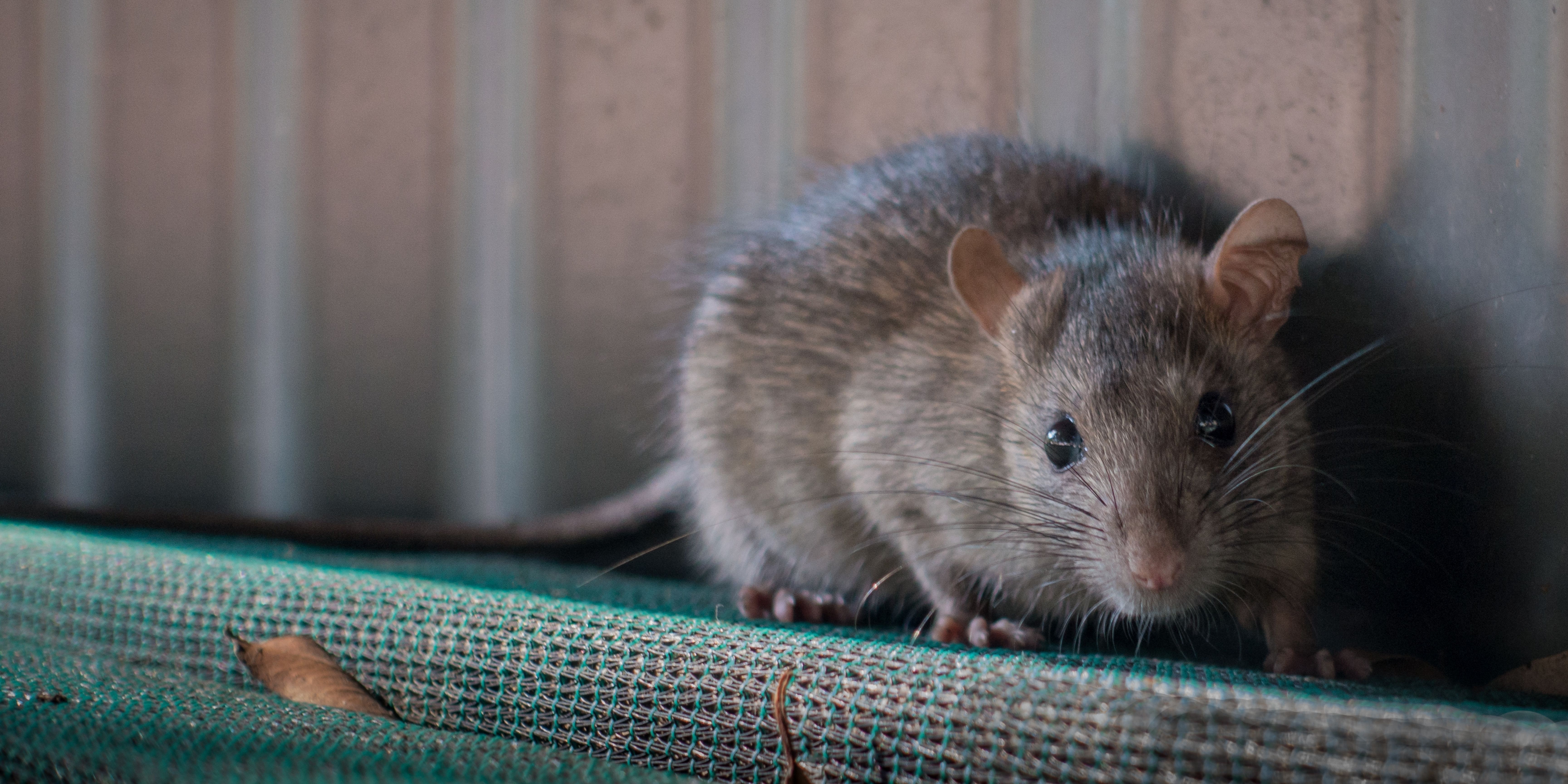 5 Data-Backed Fun Facts about Rats