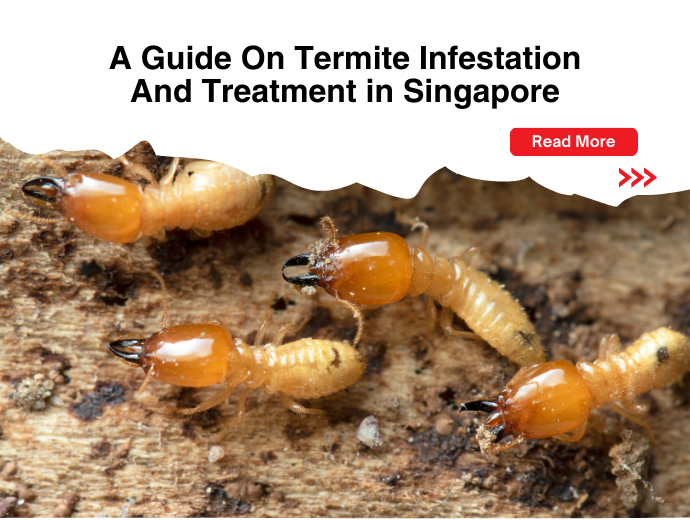 A Guide on Termite Infestation and Treatment in Singapore