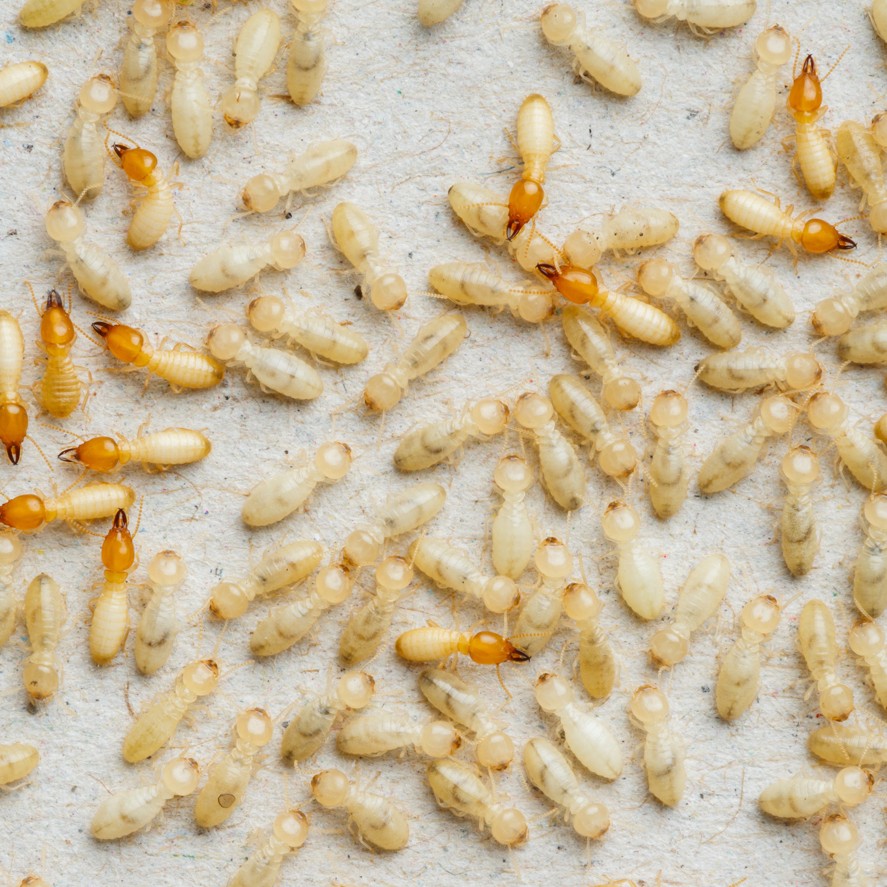 What the modern homeowner / building owner needs to know about termites in Singapore