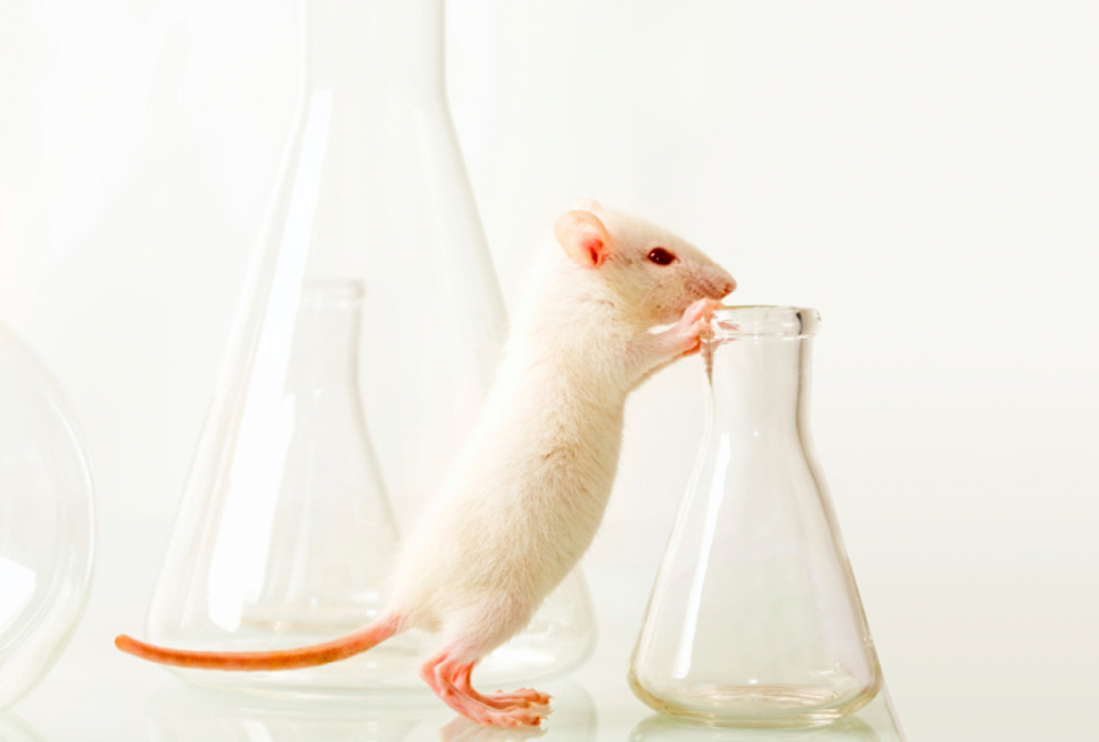 How Does a Rat Infestation Put Your Health at Risk?