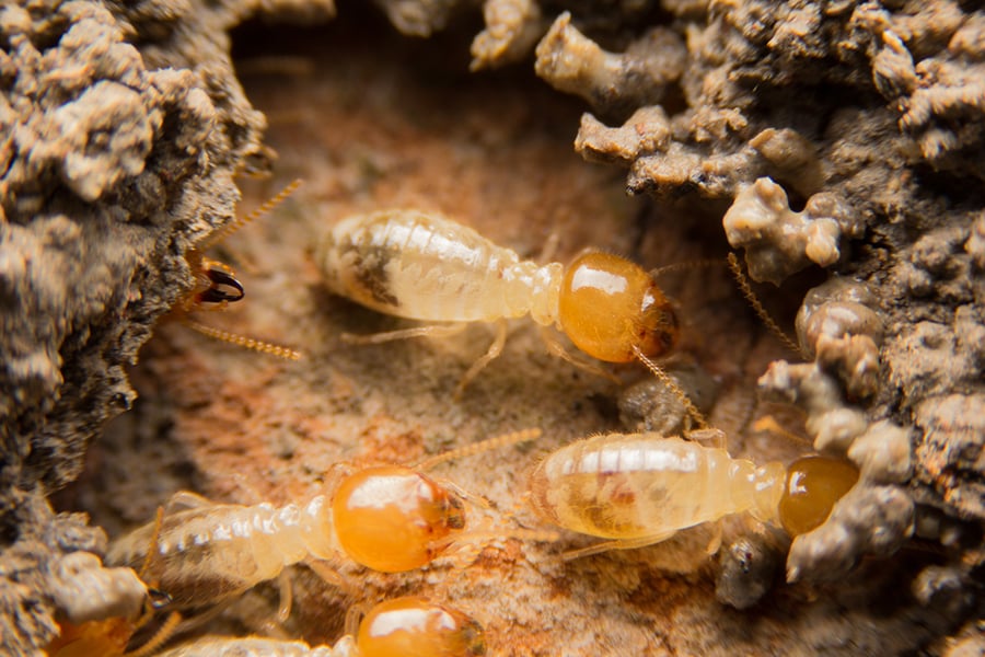 What Should You Do if You Suspect a Termite Infestation?