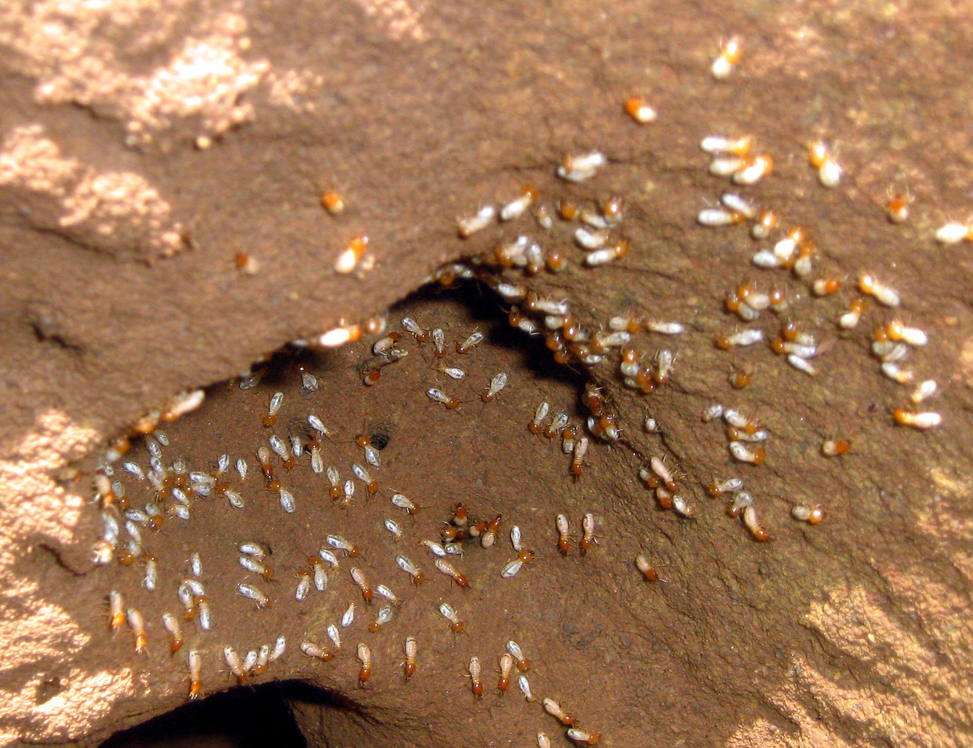 A Complete Guide to Handling Termites in the Garden