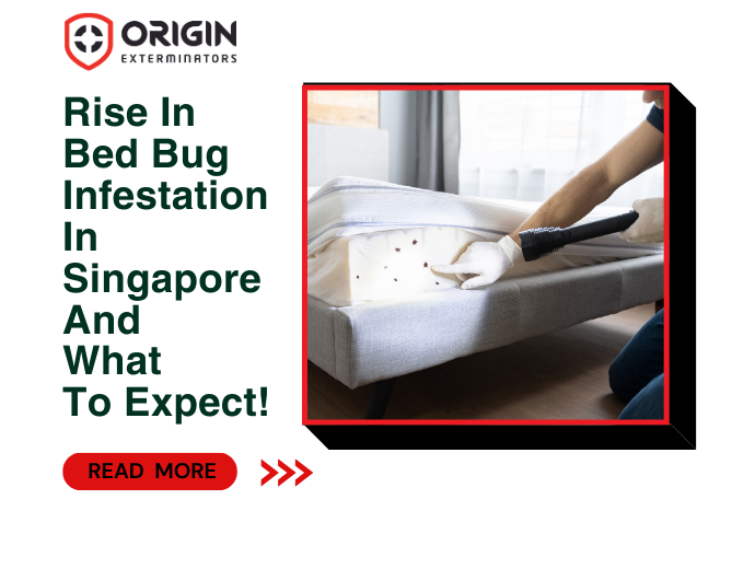 Rise in bed bug infestation in Singapore and what to expect