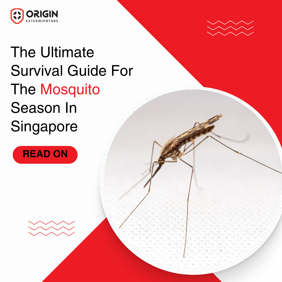 Singapore's Mosquito Season Survival Guide: Essential Prevention Tips You Need to Know