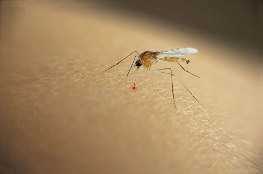 How to Get Rid of Mosquitoes | Mosquito Control Singapore
