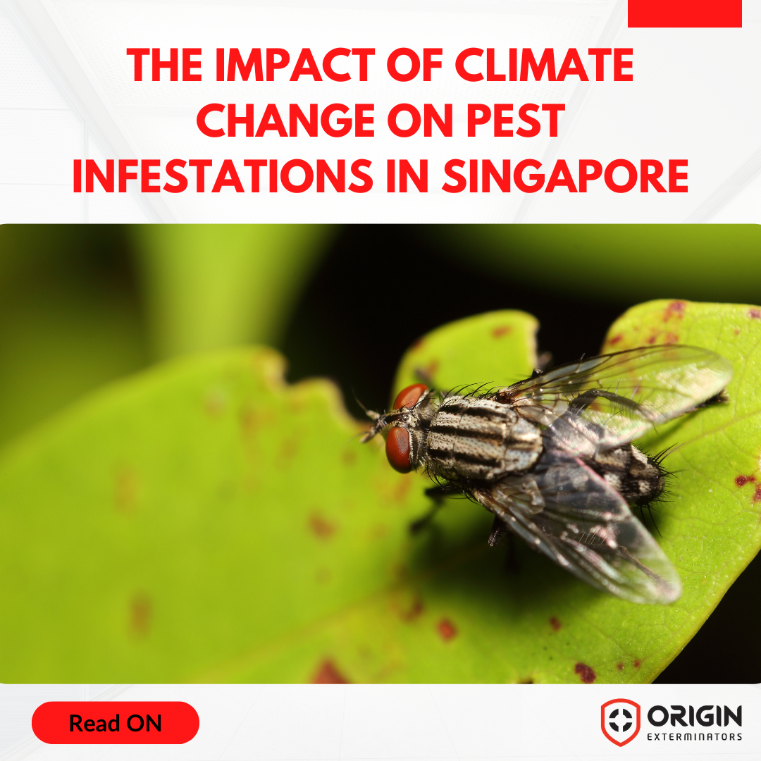 The Impact of Climate Change on Pest Infestations in Singapore