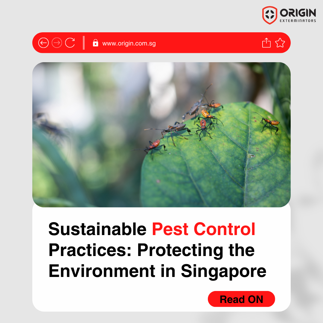 Sustainable Pest Control Practices: Protecting the Environment in Singapore