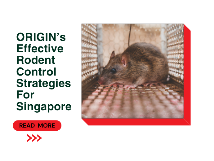 ORIGIN’S Effective Rodent Control Methods in Singapore