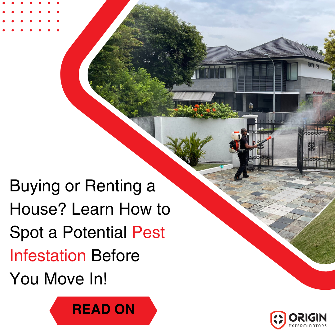 Buying or Renting a House? Spot Pest Infestations Before Moving In.