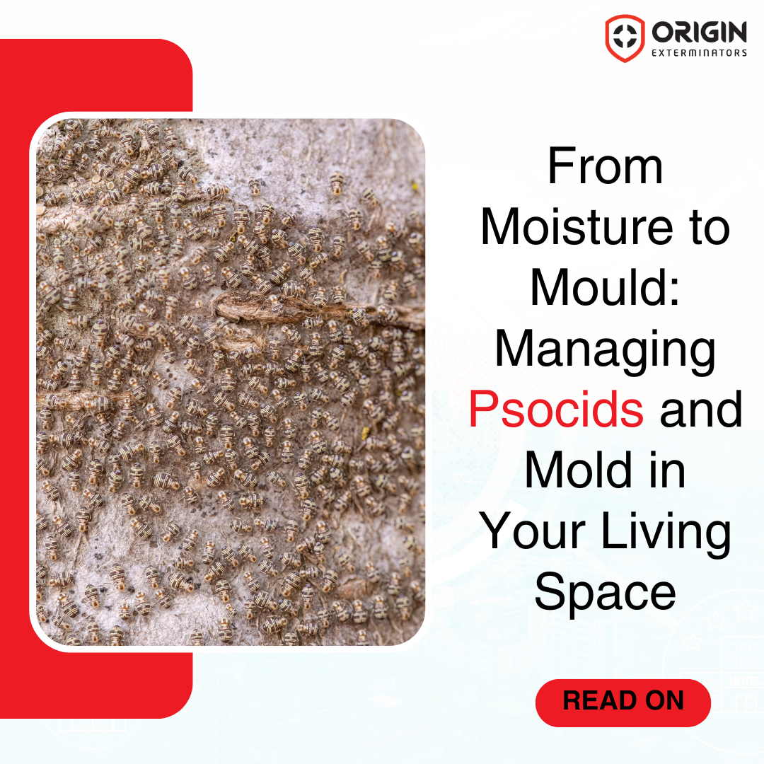 Manage Moisture, Psocids (booklice), & Mould in Your Living Space